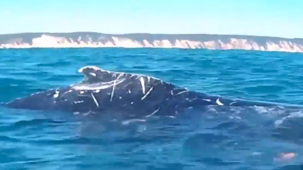 Watch Whale ‘Ask' Kayakers for Help Videos from The Weather Channel